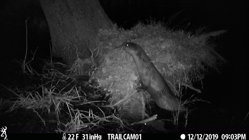 River otter on trail cam