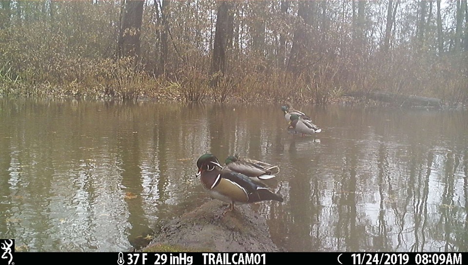 Wood ducks on trail cam