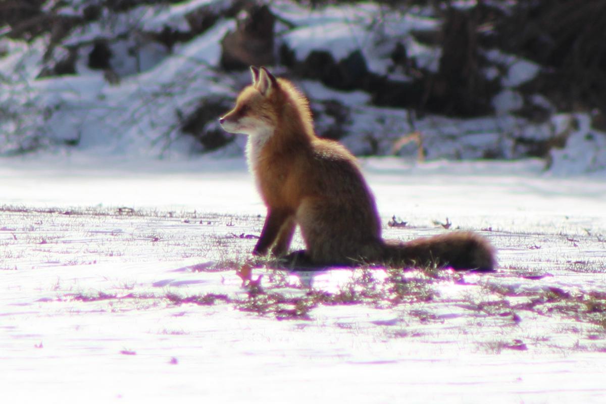 Seated Fox in Snow - North Branch Park