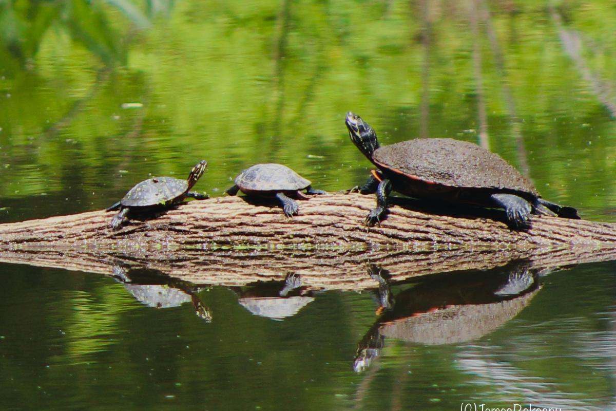 Turtle Family - Duke Island Park