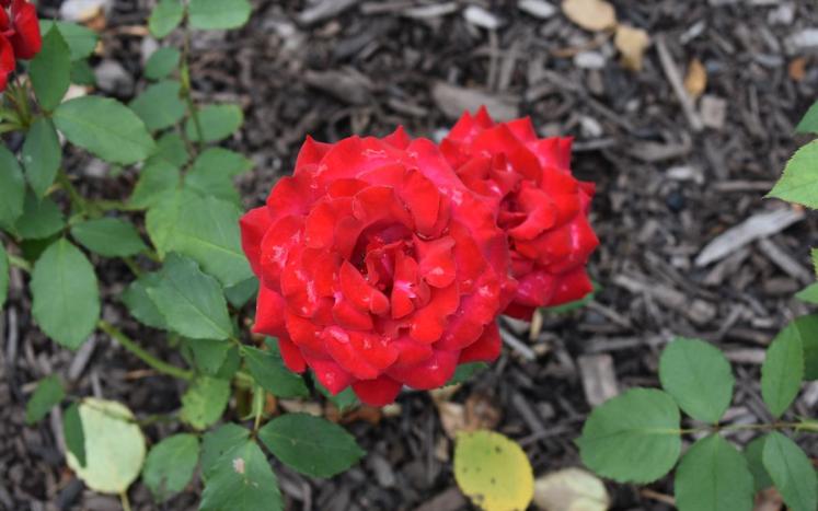 Rose at Rose Garden 
