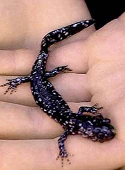 blue_spotted_salamander