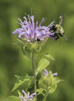 Bee in flower
