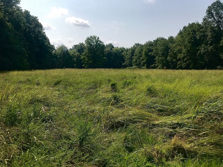 Stirling Meadow