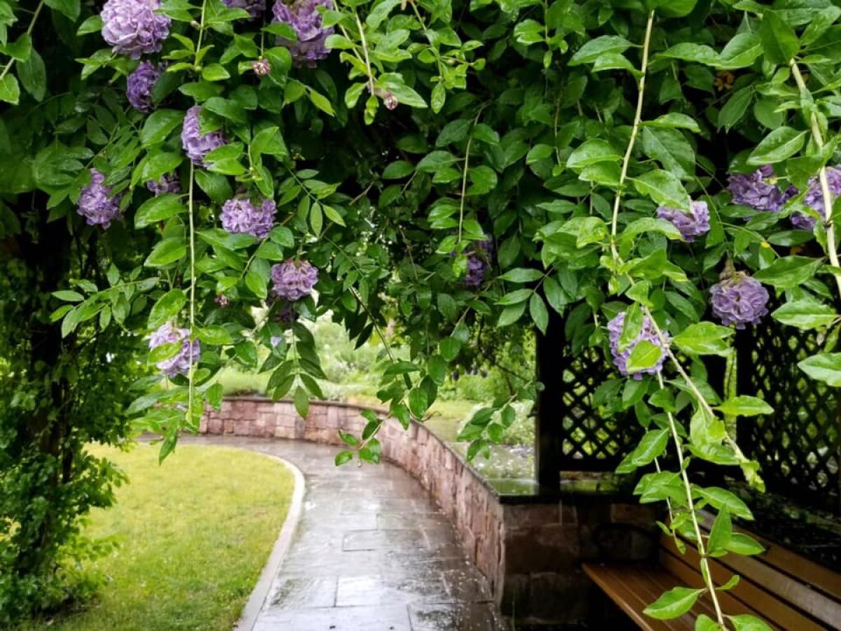 Fragrance and Sensory Garden