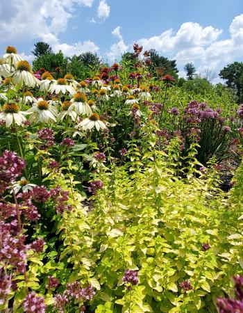 Perennial Garden 2