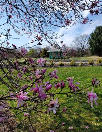 Perennial Garden 3