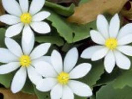 Flower Type 1