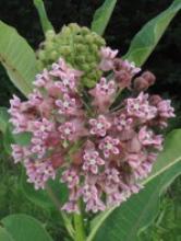 Flower Type 2