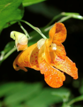 Flower Type 3