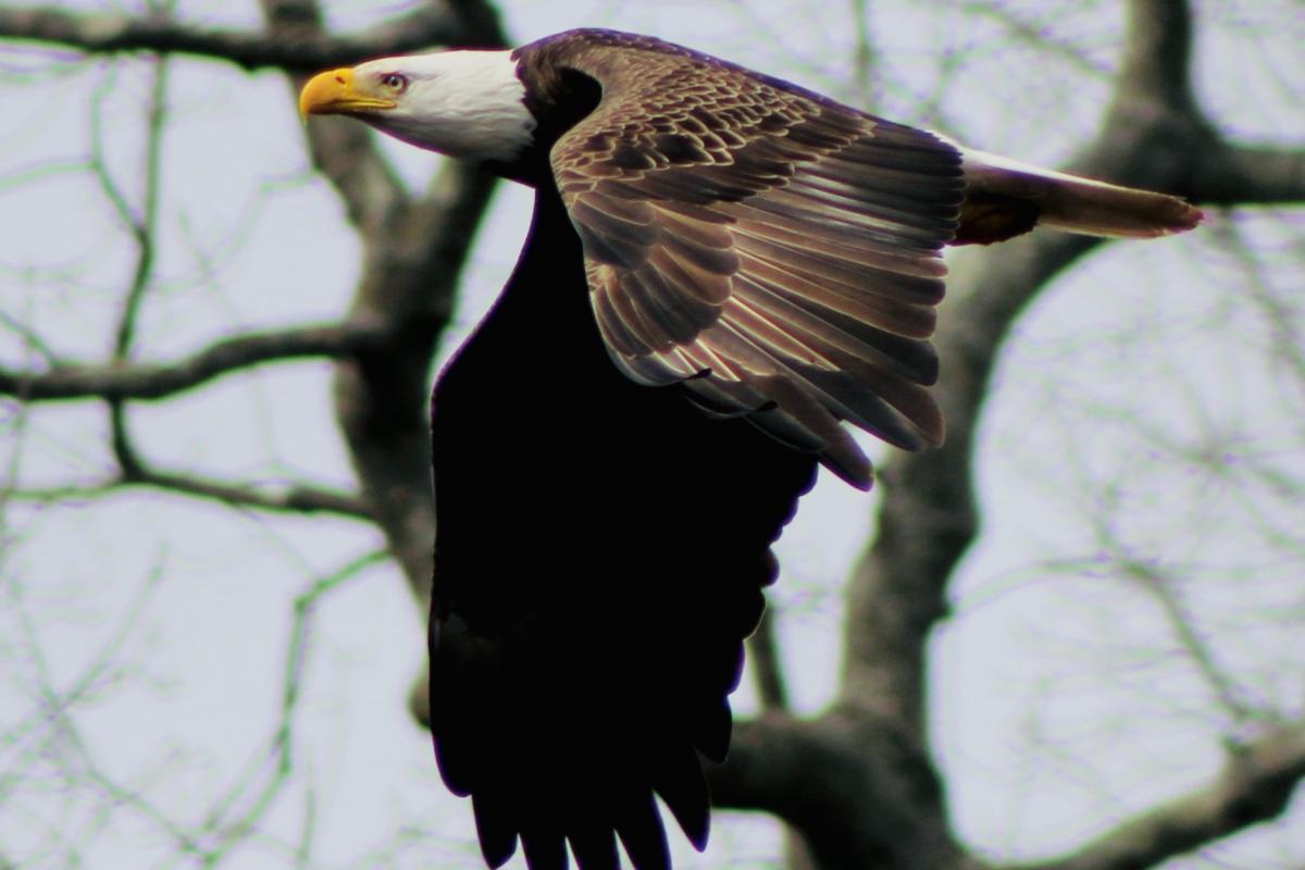 The Eagle Flys - North Branch Park