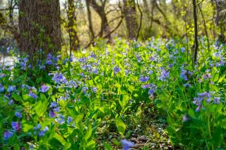 Blue Bell Flowers