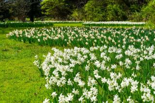 Colonial Park Perennial Garden 'Thalia' White Daffodils