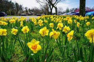 Colonial Park Perennial Garden Yellow Daffodils
