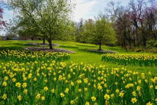 Colonial Park Perennial Garden Yellow Daffodils Field