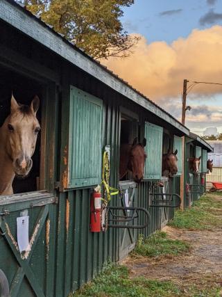 New Horses at Stable