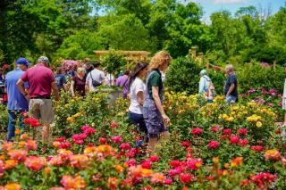 Somerset County Launches Rose Garden Season with Guided Tours and Annual Rose Day Festival 
