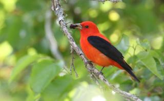 Birding