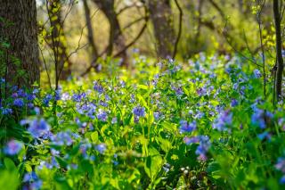 Duke Island Park Bluebells