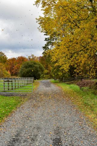 Lord Stirling Park Fall Trail