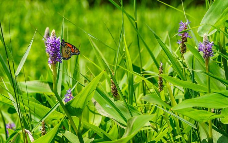 Monarch Butterfly