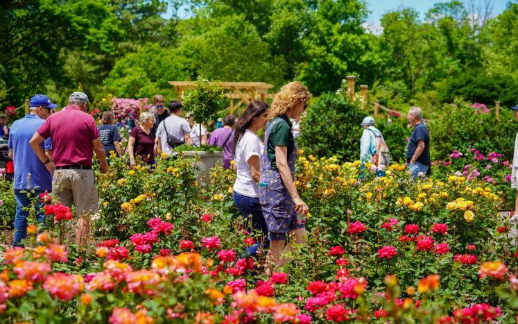 Somerset County Launches Rose Garden Season with Guided Tours and Annual Rose Day Festival 