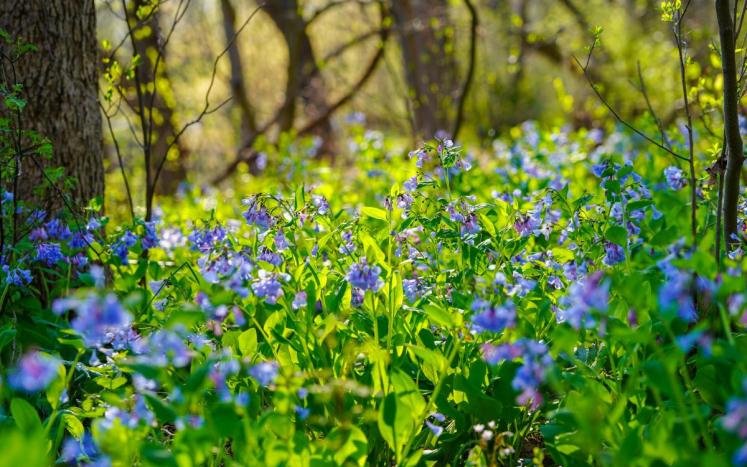Duke Island Park Bluebells