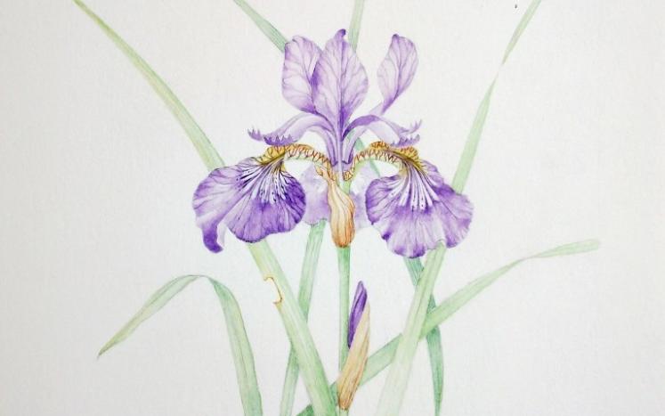 D. Souren, Siberian Iris